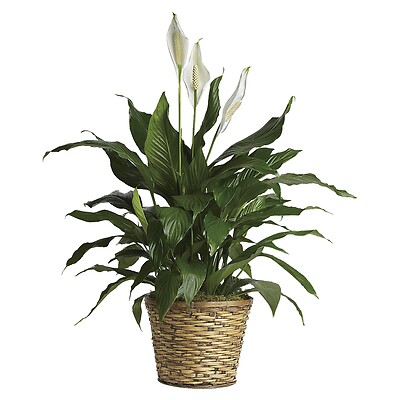 Peace Lily: Spathiphyllum - Medium