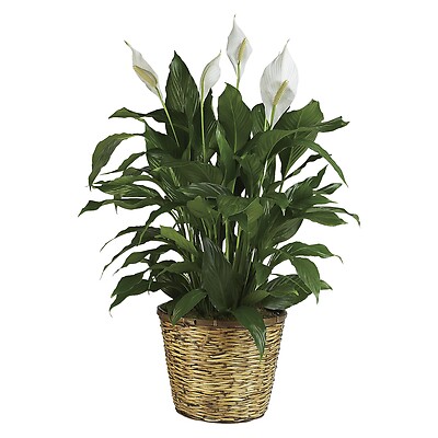 Peace Lily: Spathiphyllum - Large