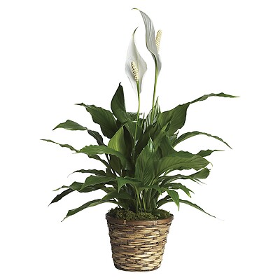 Peace Lily: Spathiphyllum - Small